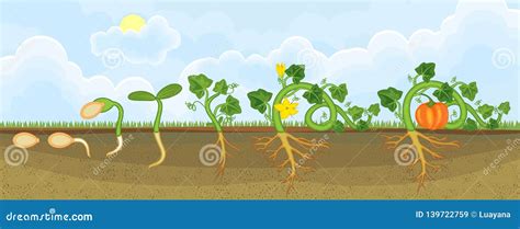 Life Cycle of Pumpkin Plant. Growth Stages from Seeding To Flowering and Fruit-bearing Pumpkin ...