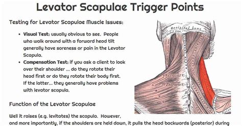 Levator Scapulae Exercises & Stretches - Sand and Steel Fitness