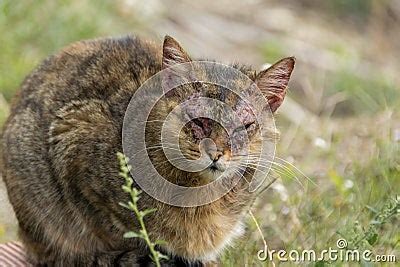 An European Cat With Notoedric Mange, Also Known As Feline Scabies ...