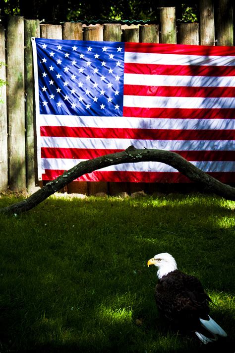 Bald Eagle - American Flag | @ Homosassa Springs Wildlife Pa… | Flickr