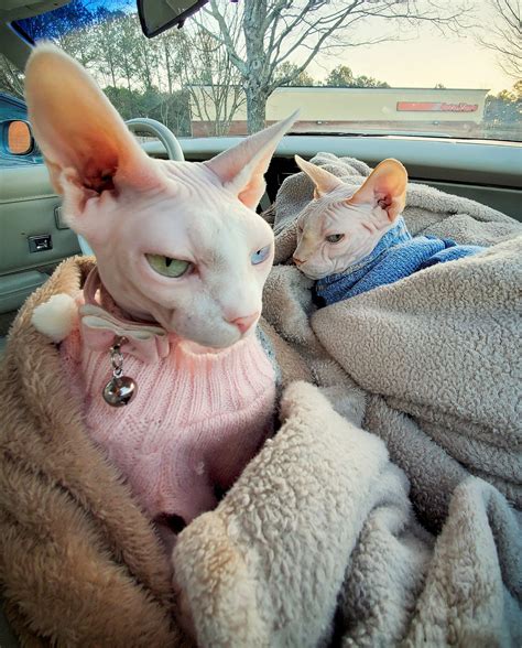 two hairless cats sitting in the back seat of a car, wrapped in blankets