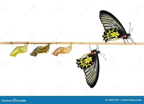 Isolated Life Cycle of Female Common Birdwing Butterfly Stock Photo ...