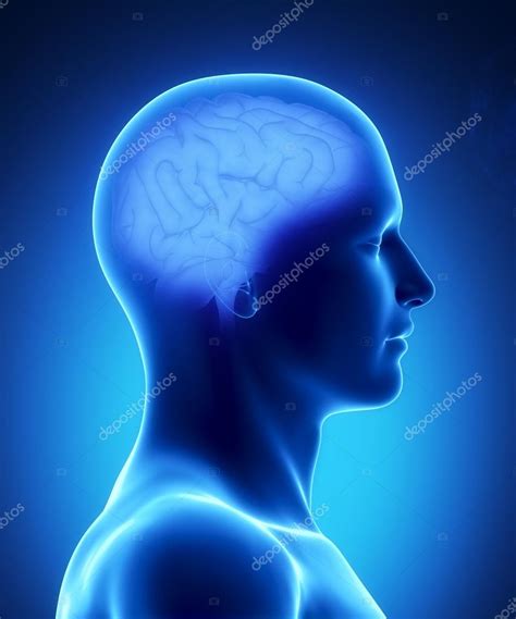 Human brain anatomy Stock Photo by ©CLIPAREA 13281383