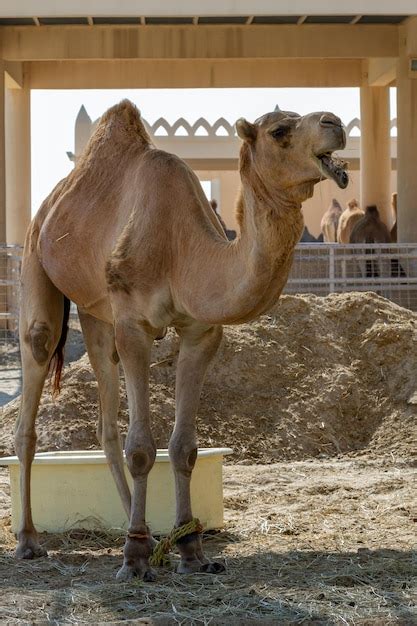 Premium Photo | Dromedaries in the desert