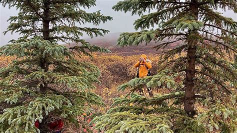 Spruce Trees Are Popping Up in the Arctic. That’s Bad. - Outside Online