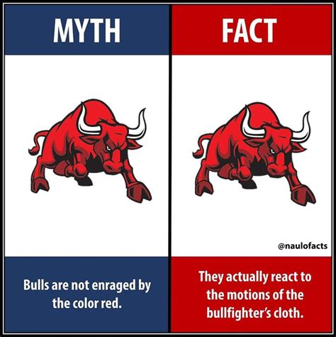 Myth Vs Fact about Bulls | True interesting facts, Fun facts, Facts