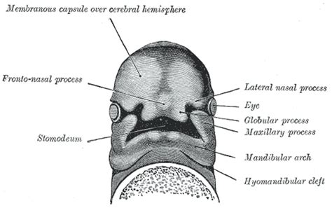 Lateral nasal prominence - wikidoc