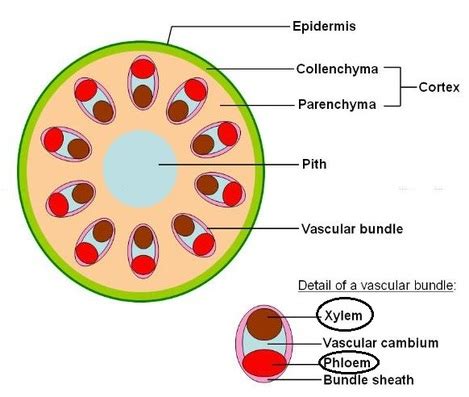 Phloem And Xylem In Plants