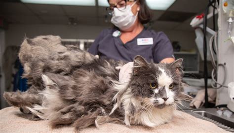 Severely Matted Cat Has 2lb of Fur Removed in an Amazing Makeover and Gets Adopted