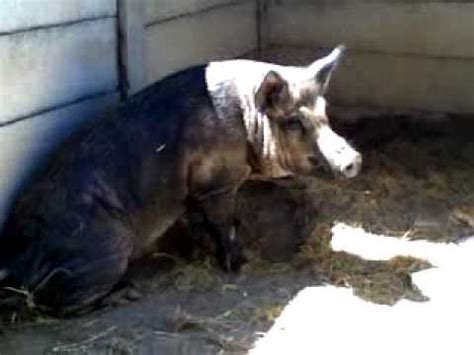 Australian Razor Back Pig In Captivity - YouTube