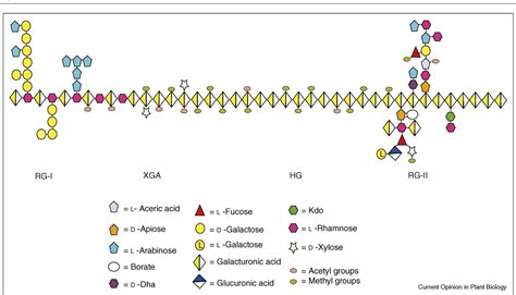 Figure 1 from Pectin structure and biosynthesis. | Semantic Scholar