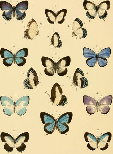 Image from page 328 of "Rhopalocera exotica ; being illust… | Flickr