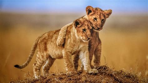 Download 4k Laptop Lion Cub Brothers Wallpaper | Wallpapers.com