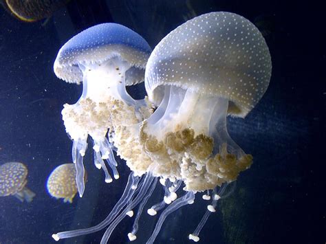 15 Different Types of Jellyfish Species – Interesting Facts and Pictures! – Cosywoods.com