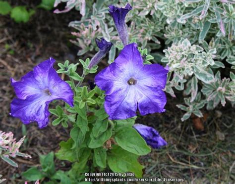 Petunias: Plant Care and Collection of Varieties - Garden.org