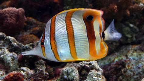 Copperband Butterflyfish 101: Care, Appearance, Size, Diet | 2024