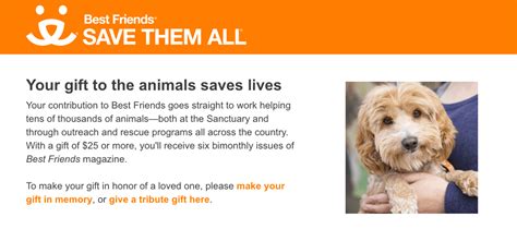 17 Best Animal Charities That Deserve Your Support in 2024