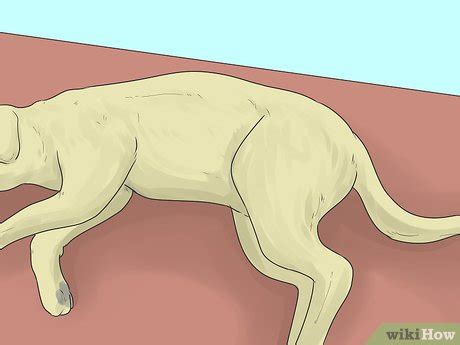 4 Ways to Relieve Hip Pain in Dogs - wikiHow