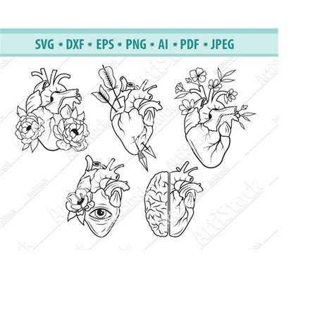 Heart Svg File, Anatomical heart svg, Human heart svg , Anat - Inspire ...