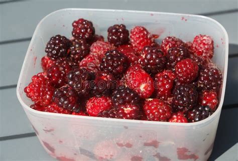 Raspberry after Harvesting in a Vegetable Garden Stock Image - Image of healthy, food: 152591433