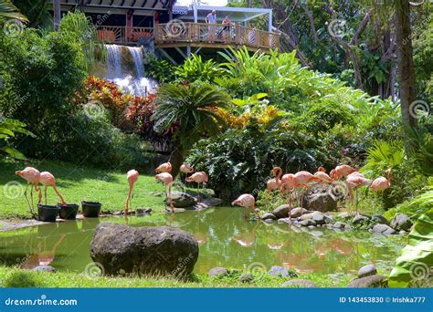 Deshaies Botanical Garden in Guadeloupe. Editorial Image - Image of garden, flamingo: 143453830