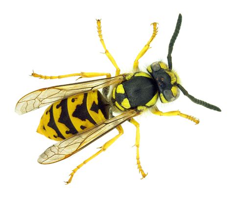 Wasp: Wasp Anatomy