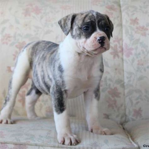 Find Your Furry Best Friend: Adorable American Bulldog Puppies Brown ...