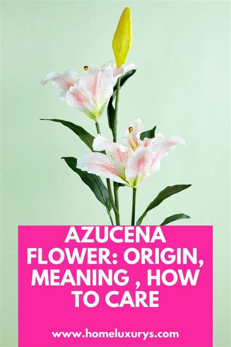 flowers in a vase with the words azucena flower origin meaning, how to care