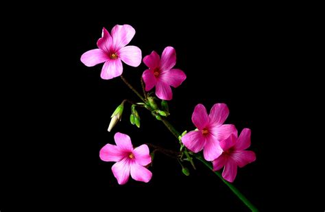 Pink Nature Flowers Black Flower 3d Wallpaper Free - Black Flower ...