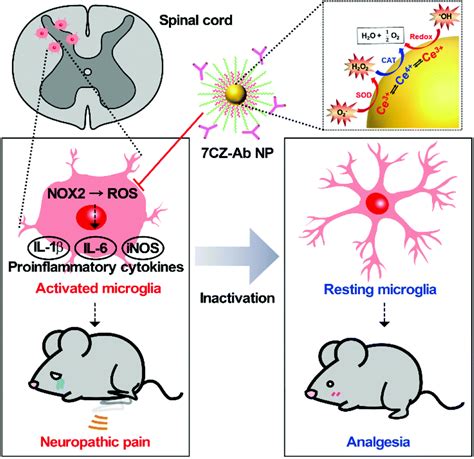 Highly selective microglial uptake of ceria–zirconia nanoparticles for enhanced analgesic ...