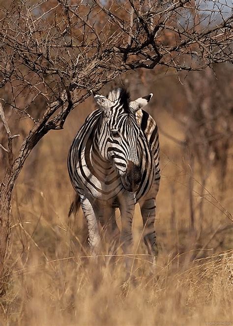 African Savanna Gif - Pets Lovers