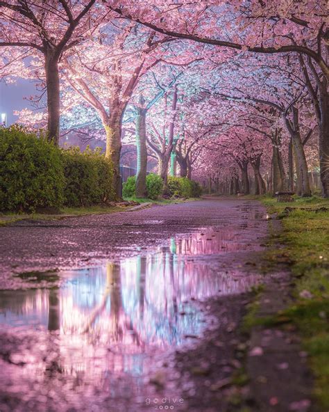 Cherry blossom lane in Osaka, Japan : r/MostBeautiful