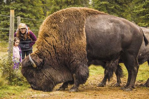 8 Guest Ranches in the Mountains Near Calgary - Avenue Calgary