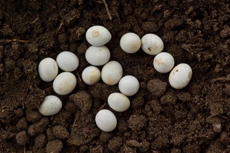 Lizard Eggs - The First Batch | While my wife was gardening,… | Flickr