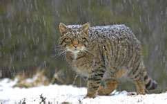 Scientists identify essential wildcat habitat