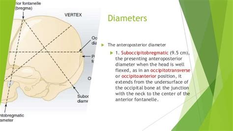 [DIAGRAM] Diagram Of Fetal Head - MYDIAGRAM.ONLINE