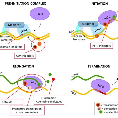 (PDF) Transcription and Translation Inhibitors in Cancer Treatment