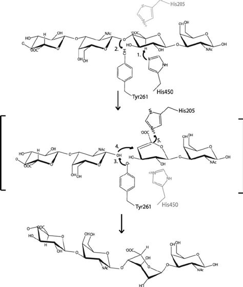 Proposed molecular mechanism of epimerization. A schematic diagram... | Download Scientific Diagram