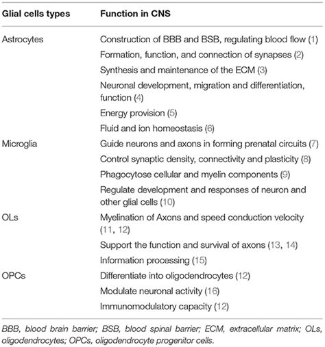 Frontiers | The Glial Cells Respond to Spinal Cord Injury