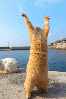 Cat Hand GIFs | Tenor