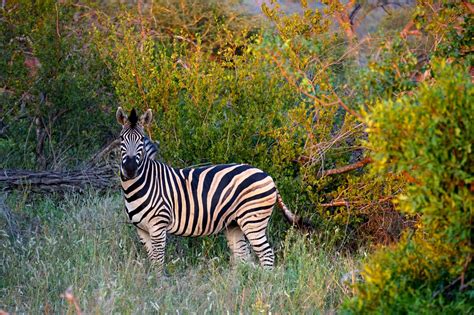 African Wildlife Greater Kruger National Park - Travel Tales of Life