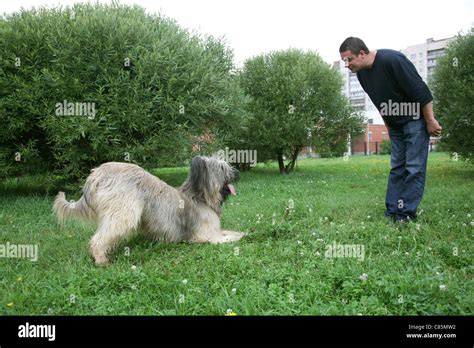 Dog training. Briard Stock Photo - Alamy