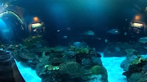 Shedd Aquarium Exhibits The Wild Reef - Aquarium Views