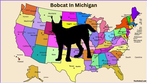 Bobcat In Michigan: Everything You Need To Know