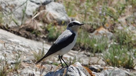 Northern Wheatear | MarkEisingBirding