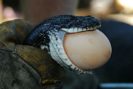 Snake Eating Egg Bigger than Its Mouth AMAZING