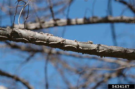 Arkansas Tree Database - Winged Elm, Cork Elm