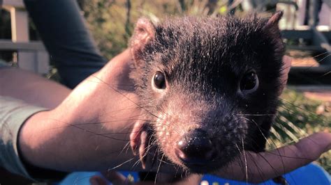 Tasmanian devil breeding program ‘Devil Ark’ welcomes 200th baby devil