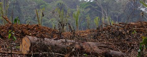 Deforestation in the Democratic Republic of the Congo - All African People's Development and ...