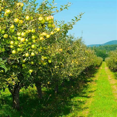 Dwarf Golden Delicious Apple Tree